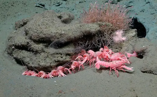 El buque Falkor explorará los cañones submarinos de la costa chubutense