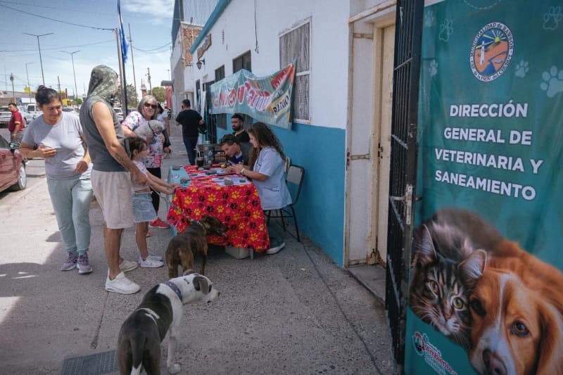 Campaña de castración en el barrio 490 Viviendas
