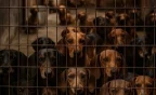 Rescataron a 55 perros salchichas de un criadero en Madryn
