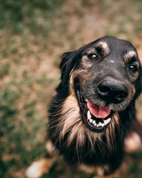 La justicia penal de Esquel es competente en casos de maltrato animal