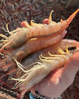 Primer día de la segunda prospección con resultados muy positivos