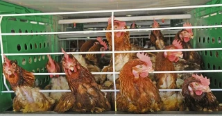 Uruguay declara emergencia sanitaria por gripe aviar