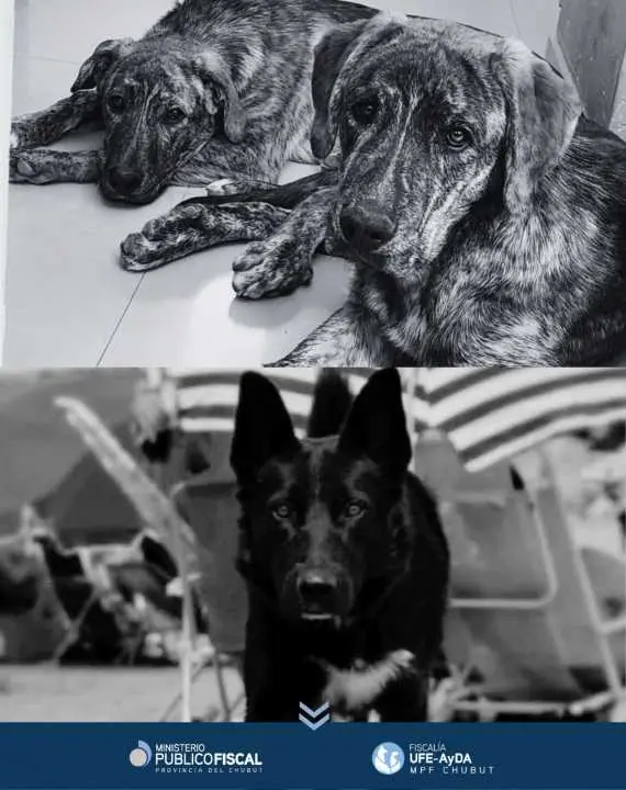 Fiscalía, Defensa y Querella: alegatos finales en el juicio por los tres perros envenenados en Rawson