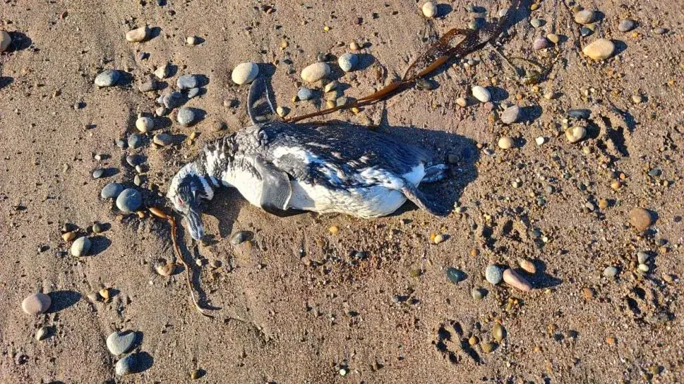 Alarma en Chubut y Santa Cruz por la aparición de pingüinos muertos