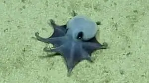 Descubren nueva especie de diminuto pulpo azul en las islas Galápagos