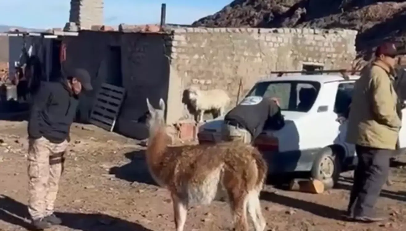 La Fiscalía de Madryn desplegó un operativo en la meseta y recuperó animales y tierras usurpadas