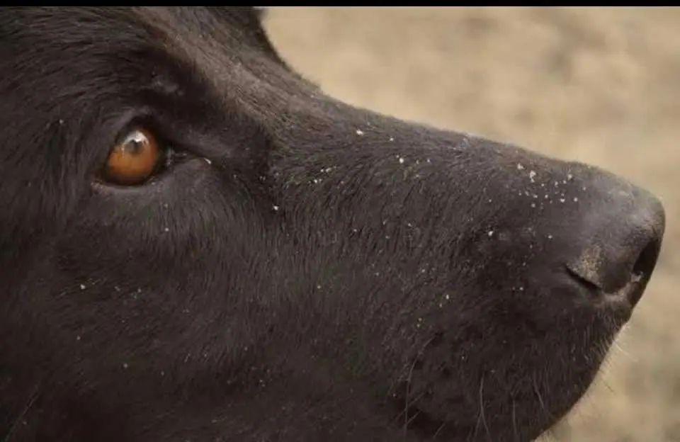 Se inició el juicio oral por el envenenamiento con Carbofuran de tres perros en Rawson