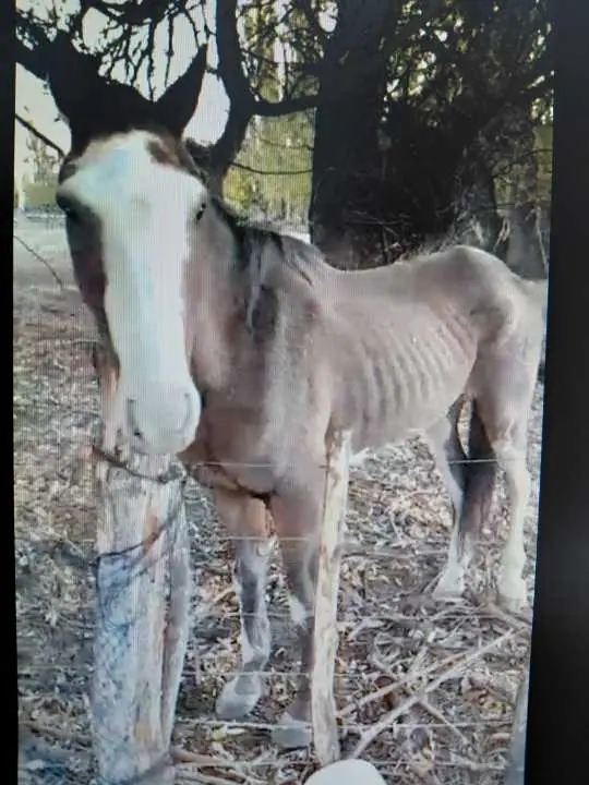Esquel: La Fiscalía solicitó que un caballo rescatado sea declarado "sujeto de derecho"