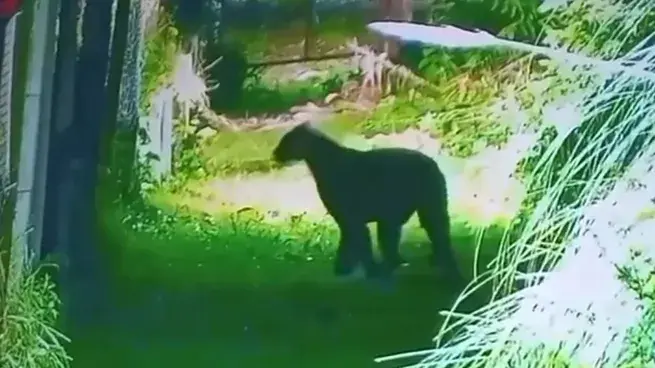 Alarma en Escobar por la aparición de un puma en un barrio privado