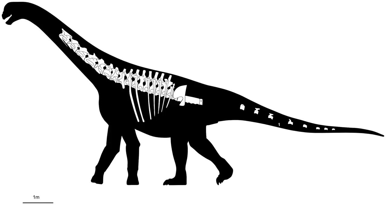 Descubren en Chubut un nuevo dinosaurio: qué se sabe del Bicharracosaurus