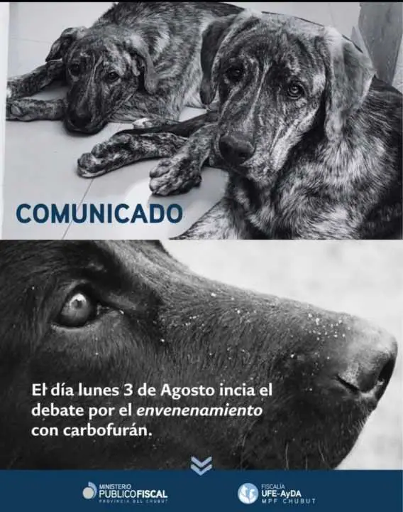 Comienza el juicio por el envenenamiento de los perros Samy, Lupe y Manija