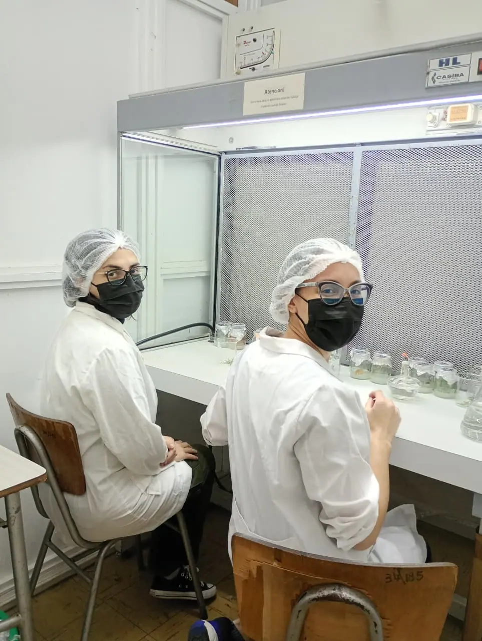 Becaria chubutense se capacita en cultivo in vitro y fortalece investigaciones sobre coníferas nativas de la Patagonia